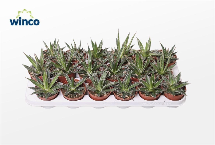 <h4>Agave Filifera</h4>