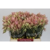 Blushing Bride Pink 6/9 Flowers