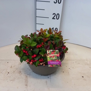GAULTH PROCUMBENS