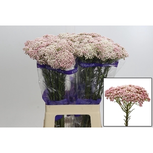 OZOTH COOKS TALL PIN