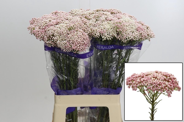 <h4>OZOTH COOKS TALL PIN</h4>