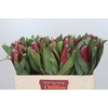 Protea Sheila