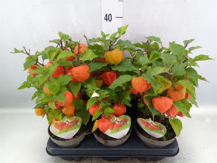 <h4>Physalis alkekengi</h4>