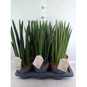 Sansevieria cyl.  ...