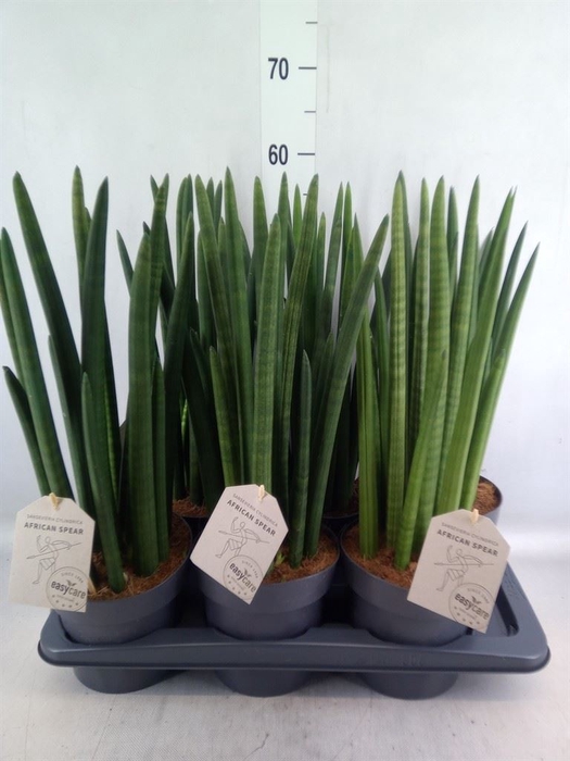 <h4>Sansevieria cyl.  ...</h4>