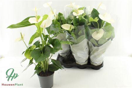 Anthu An Alaska 4-5+ P17