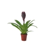 Vriesea Cathy P rood Donker rood