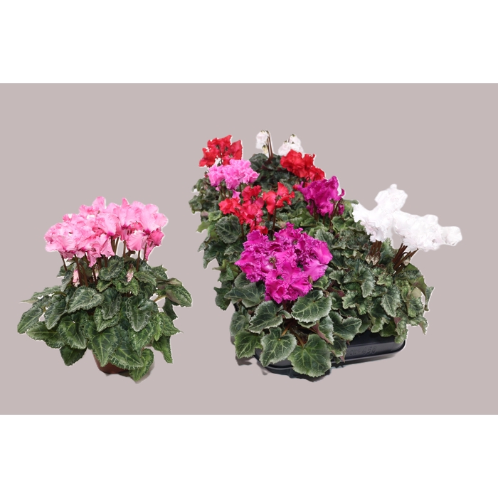 <h4>CYCL KL METIS CRISPI</h4>