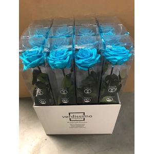 Roos op steel XL plexi 55cm turquoise