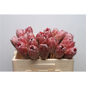 Protea Pink Ice No Leaves