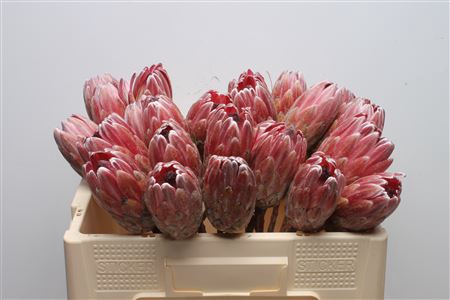 Protea Pink Ice No Leaves