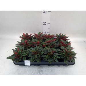 Peperomia caperata 'Rosso'