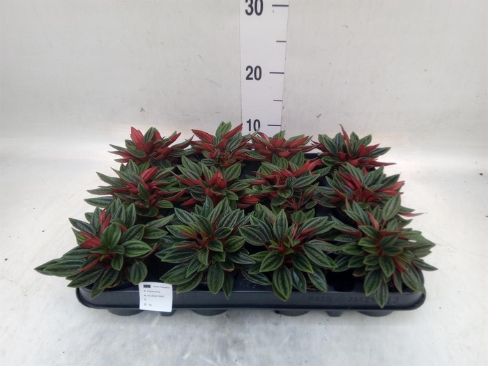 <h4>Peperomia caperata 'Rosso'</h4>
