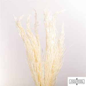 Dried Pampas Gras Bleached P Stem