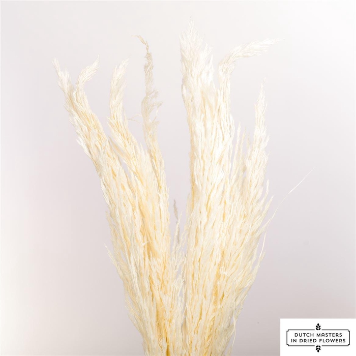 <h4>Dried Pampas Gras Bleached P Stem</h4>