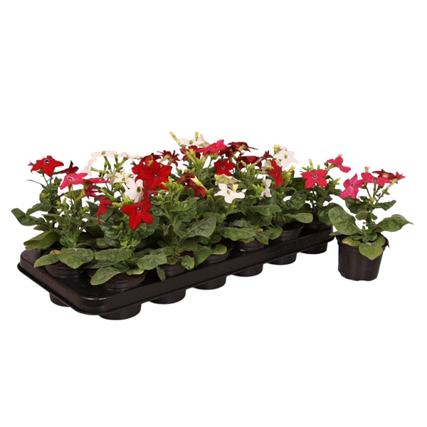 <h4>Nicotiana gemengd p9</h4>