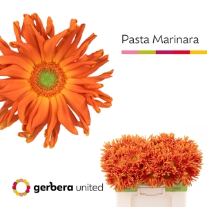 Gerbera Pasta Marinara Water
