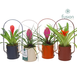 LED planter zink boog met Bromelia