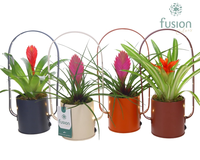 <h4>LED planter zink boog met Bromelia</h4>