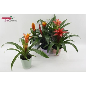 BROMELIA GEM