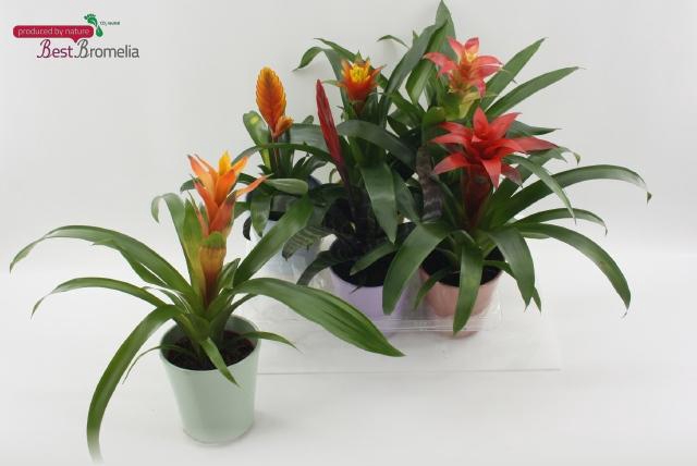 <h4>BROMELIA GEM</h4>