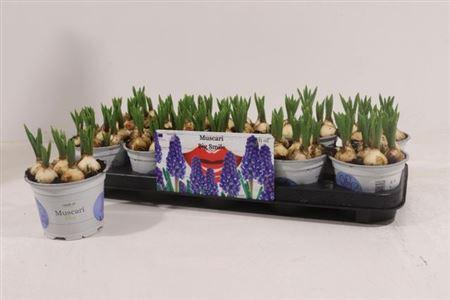 <h4>Muscar Big Smile</h4>