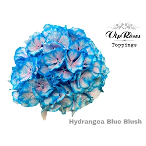 HYDR M BLUE BLUSH 60 CM