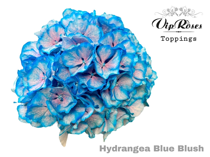 <h4>HYDR M BLUE BLUSH 60 CM</h4>
