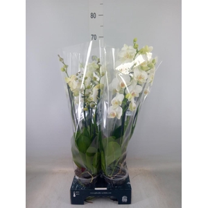 Phalaenopsis   ...white