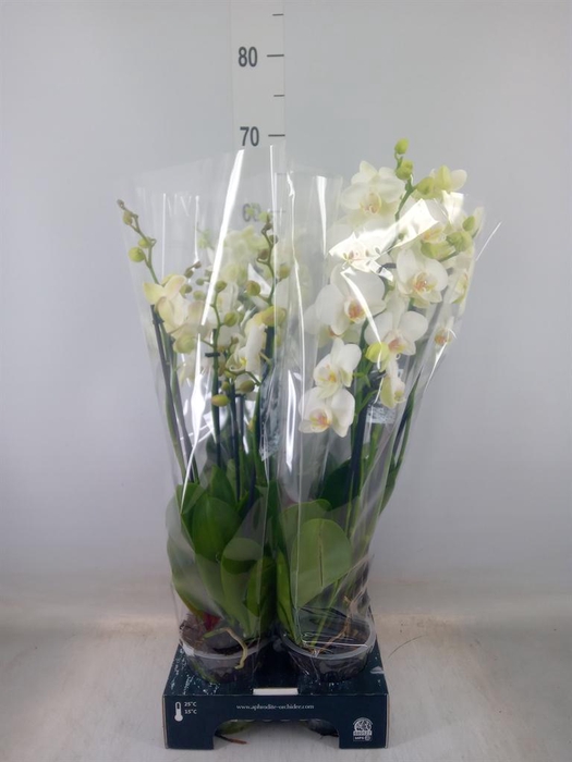 <h4>Phalaenopsis   ...white</h4>