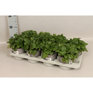 Kruiden I Melissa officinailis