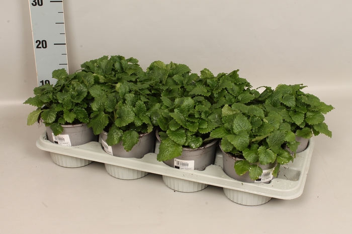 <h4>Kruiden I Melissa officinailis</h4>