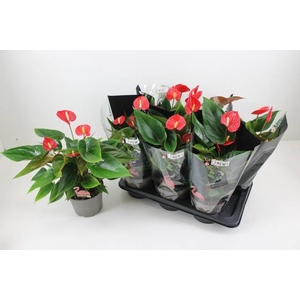 ANTHURIUM HELLO MERLOT P14