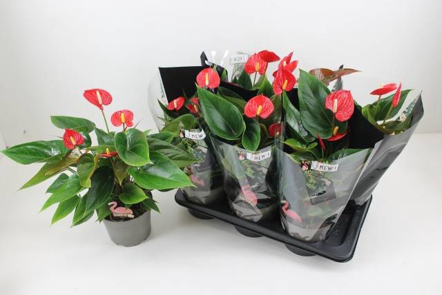 <h4>ANTHURIUM HELLO MERLOT P14</h4>