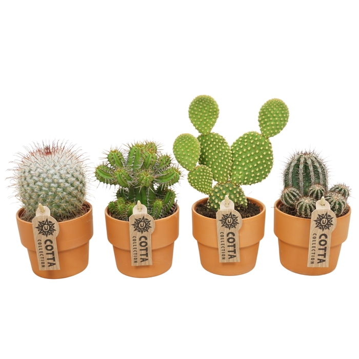 <h4>Cactus mix in 10 cm 'Terracotta Kraagpot'</h4>