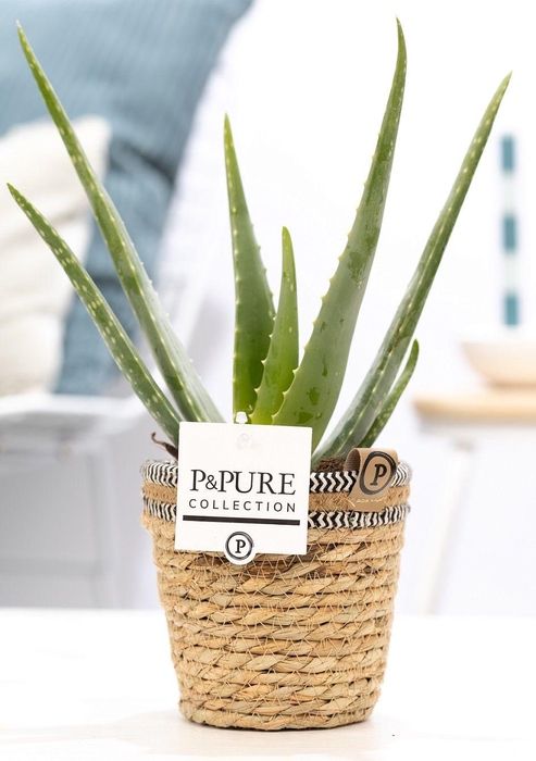 <h4>Aloe Vera in P&PURE Basket 6</h4>