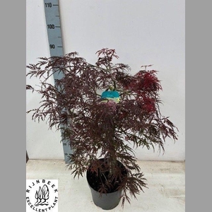 ACER PA INABA-SHIDAR