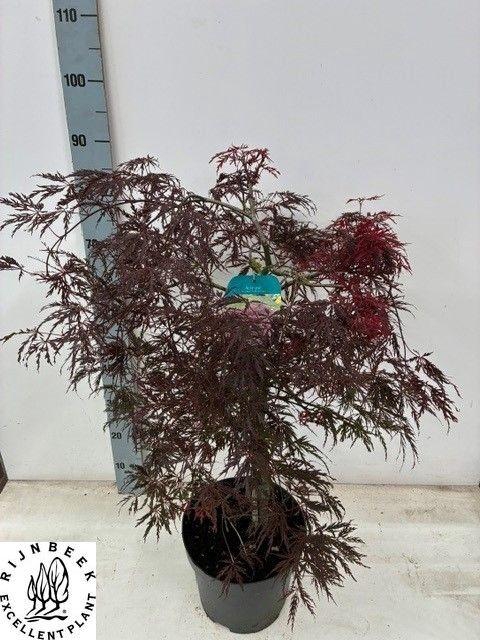 <h4>ACER PA INABA-SHIDAR</h4>