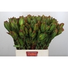 Leucadendron Laurel Yellow Spray