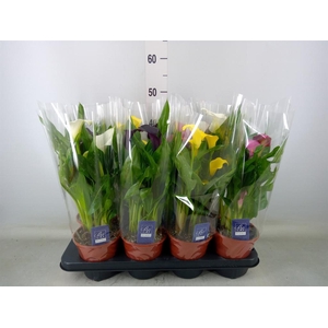 Zantedeschia   ...mix