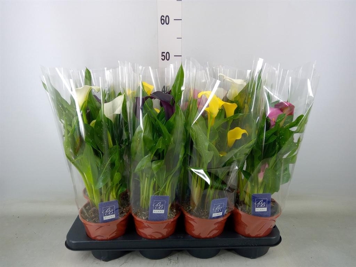 <h4>Zantedeschia ...mix</h4>