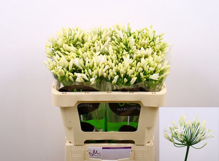 <h4>Agapanthus Gletsjer Kenia Marginpar</h4>