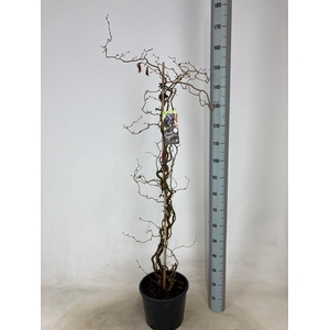 CORYLUS RED MAJESTIC