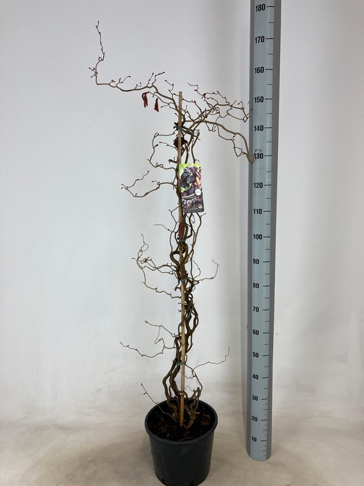 <h4>CORYLUS RED MAJESTIC</h4>