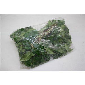SALAL TIP V P X 5 PACIFIC