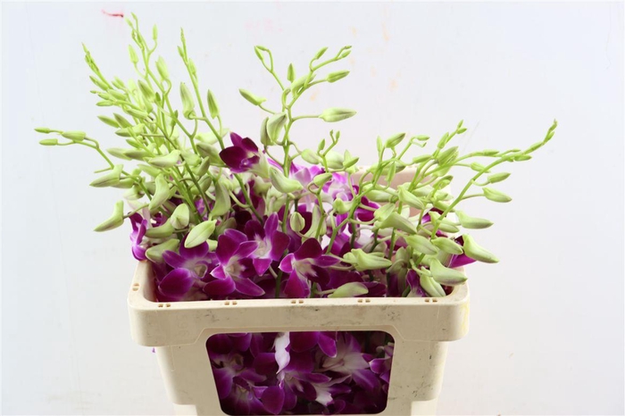 <h4>Dendro Galaxy</h4>