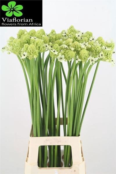 <h4>ORNIT ARABICUM</h4>