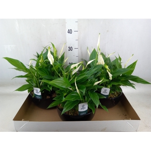Spathiphyllum  'Pearl Cupido'