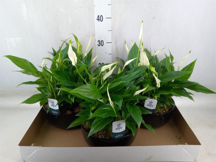 <h4>Spathiphyllum  'Pearl Cupido'</h4>
