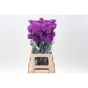 Di St Fl Moonlite 70cm